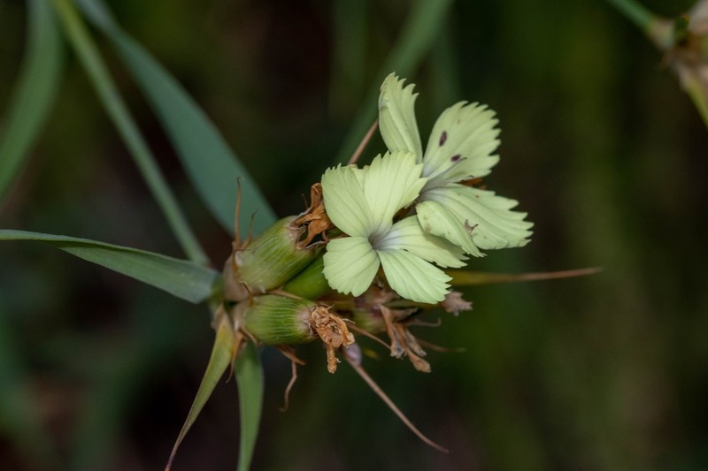 Dianthus knappii photo 2
