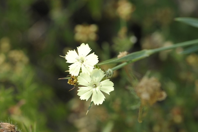 Dianthus knappii photo 3