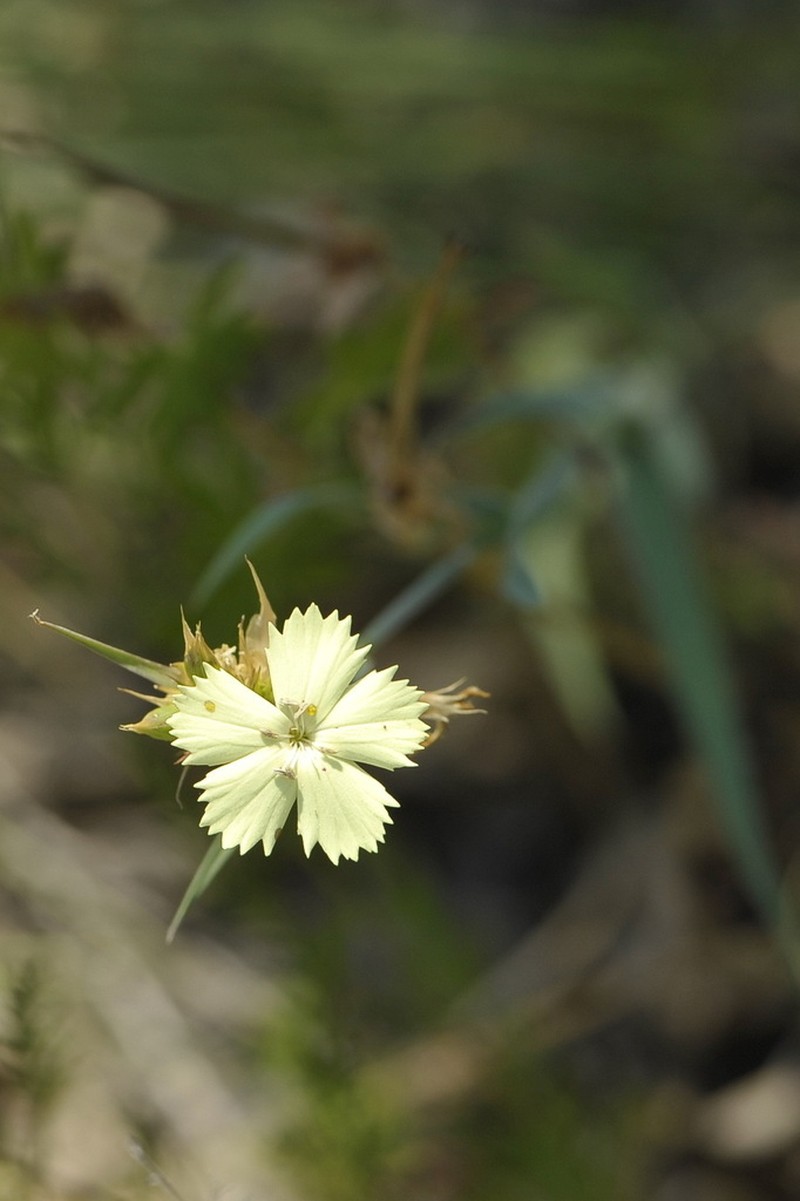 Dianthus knappii photo 4