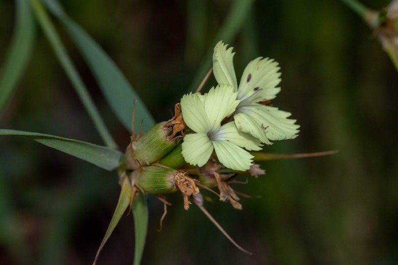 Dianthus knappii photo 5