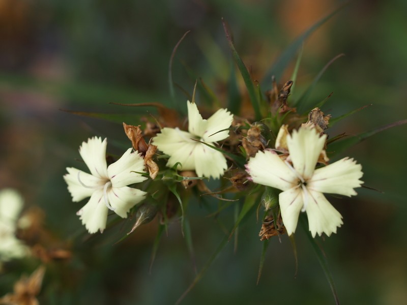 Dianthus knappii photo 6