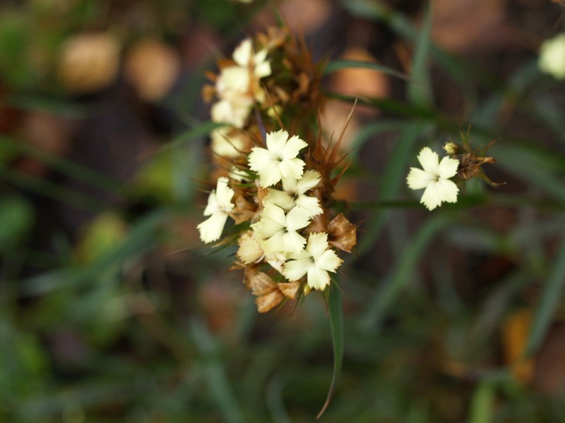 Dianthus knappii photo 7