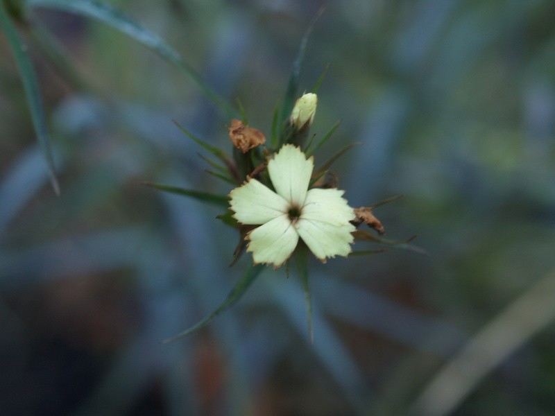Dianthus knappii photo 8