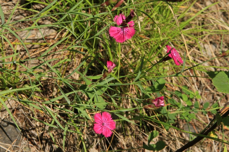 Dianthus mainensis