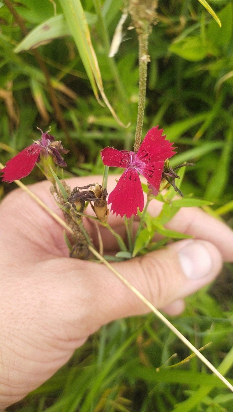 Dianthus mainensis photo 2