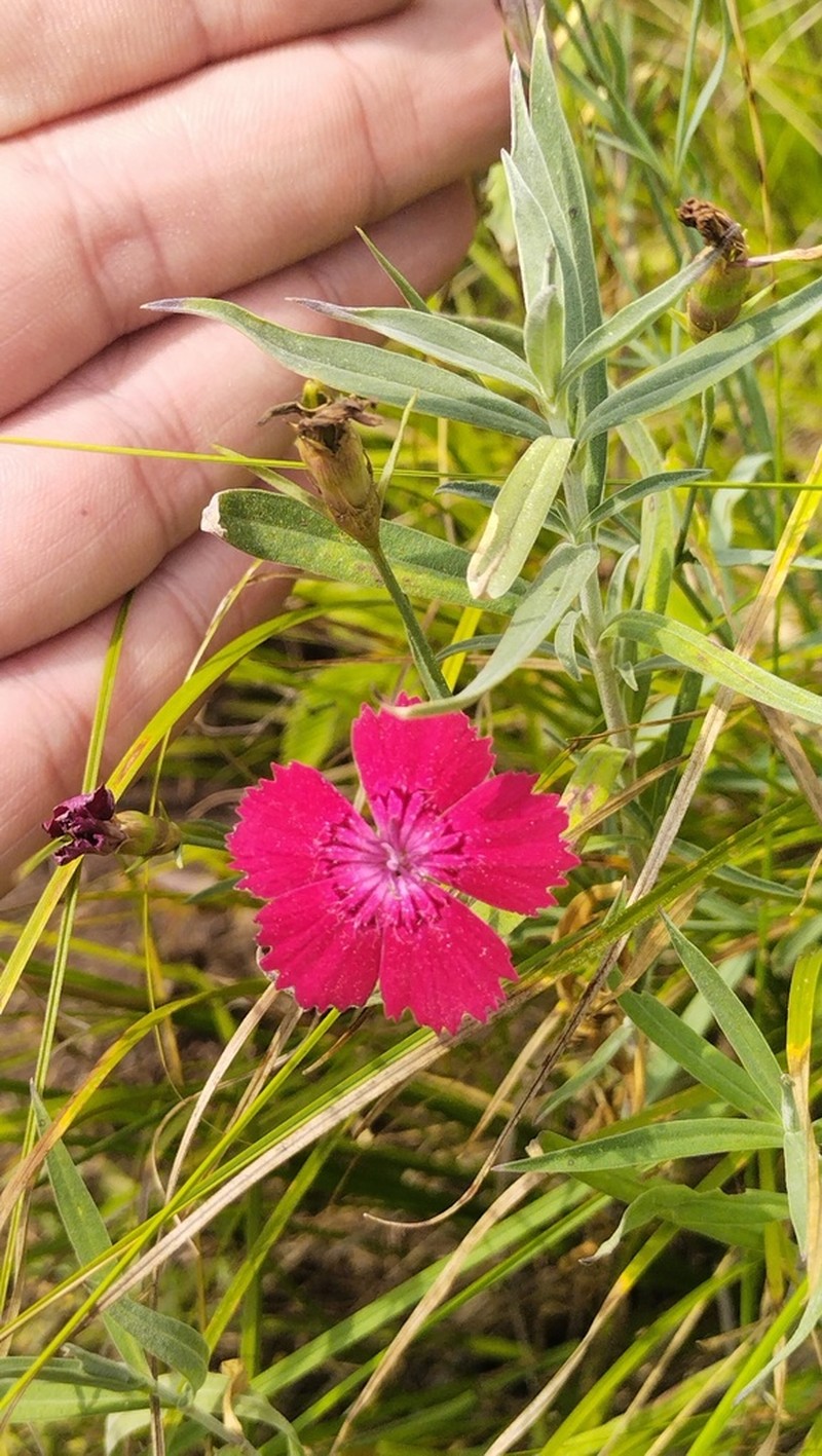 Dianthus mainensis photo 3