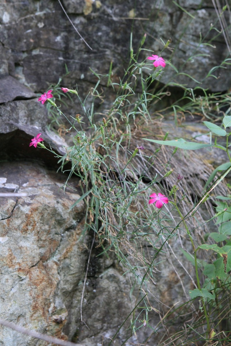 Dianthus mainensis photo 4