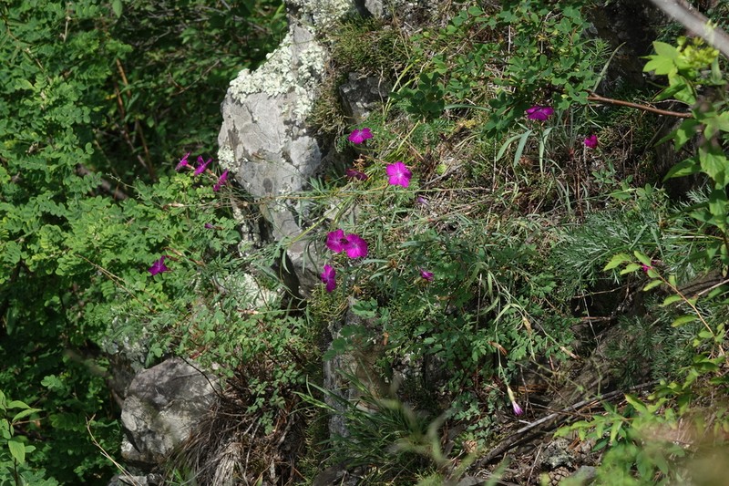 Dianthus mainensis photo 5