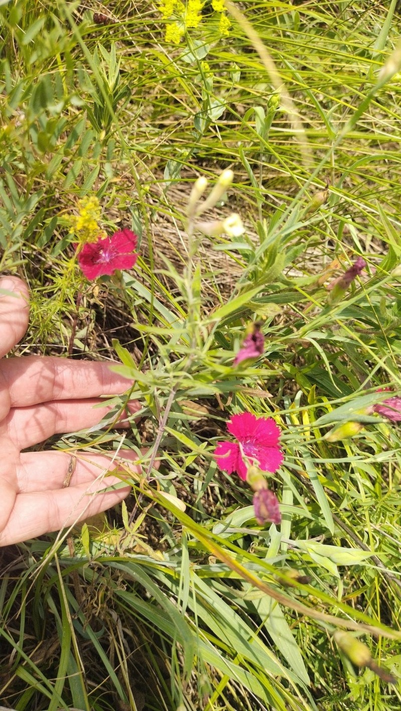 Dianthus mainensis photo 6