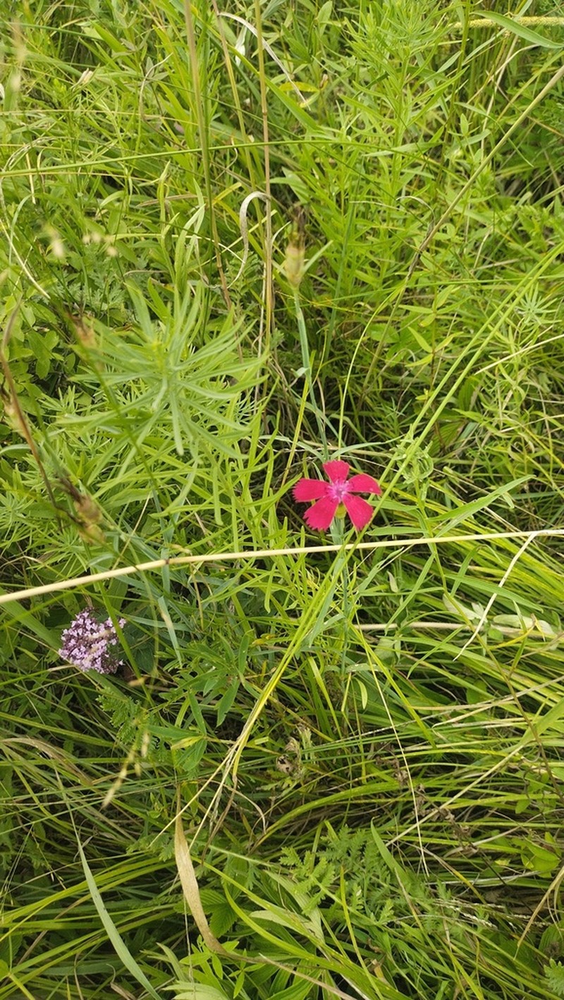Dianthus mainensis photo 7