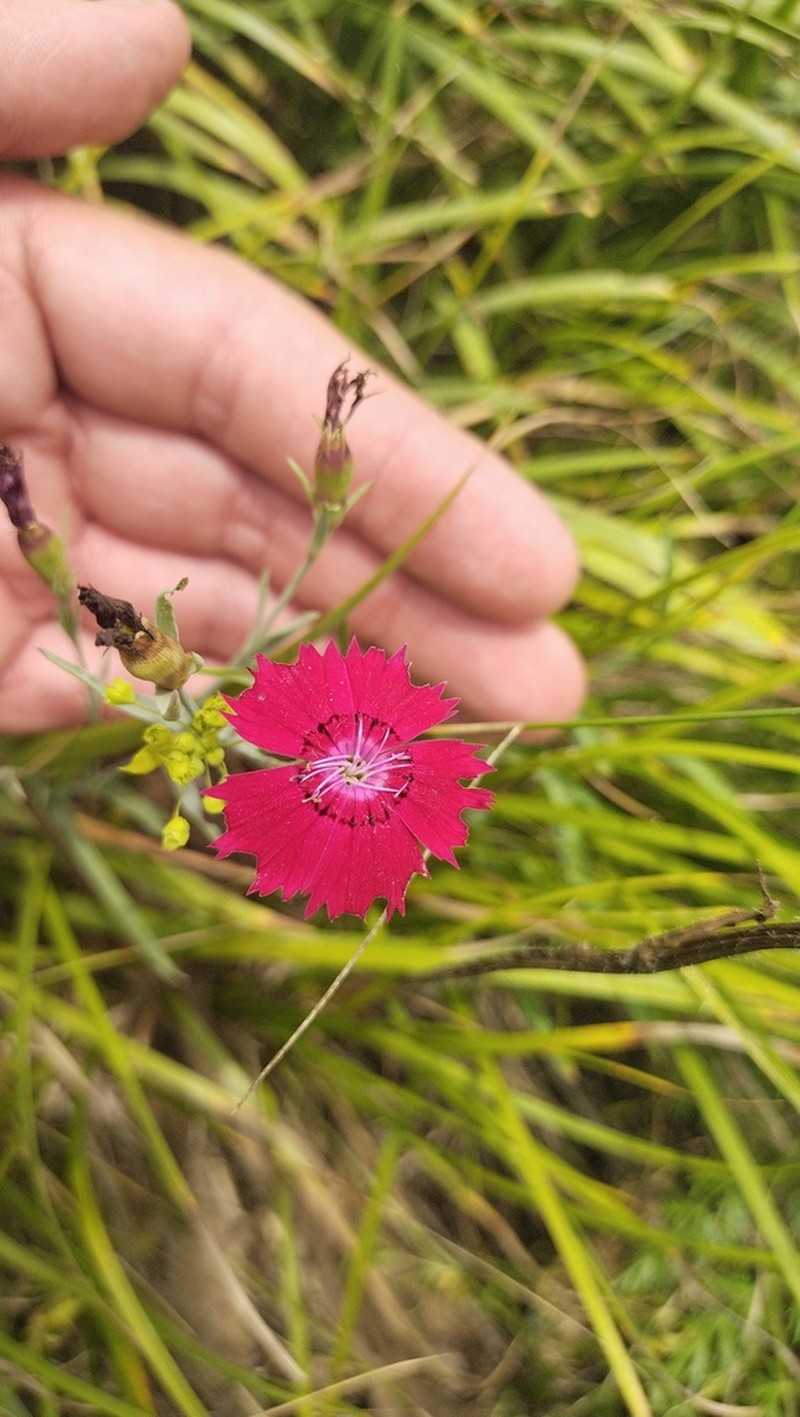 Dianthus mainensis photo 8