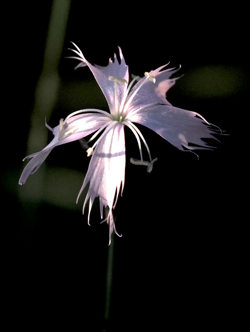 Dianthus mooiensis subsp. mooiensis