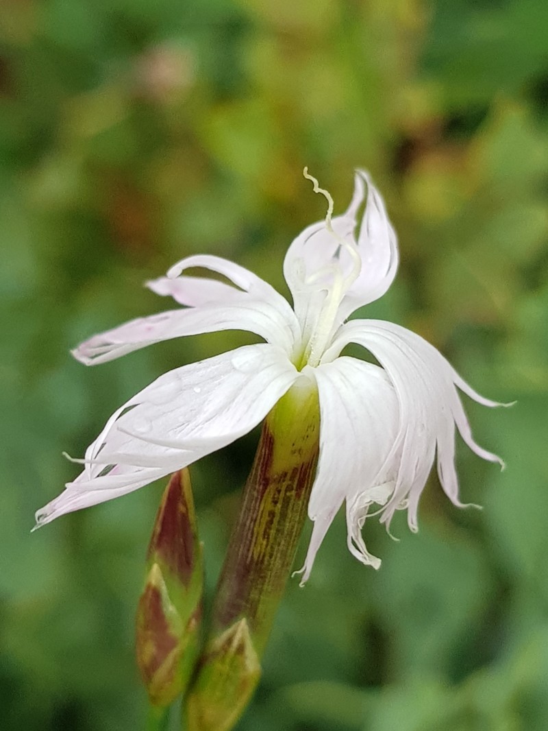 Dianthus mooiensis subsp. mooiensis photo 2