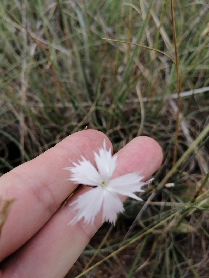 Dianthus mooiensis subsp. mooiensis photo 3