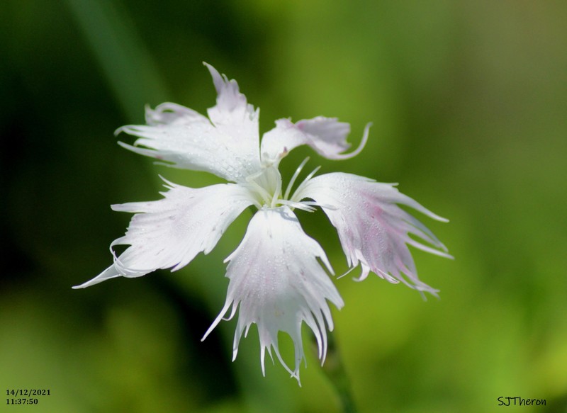 Dianthus mooiensis subsp. mooiensis photo 4