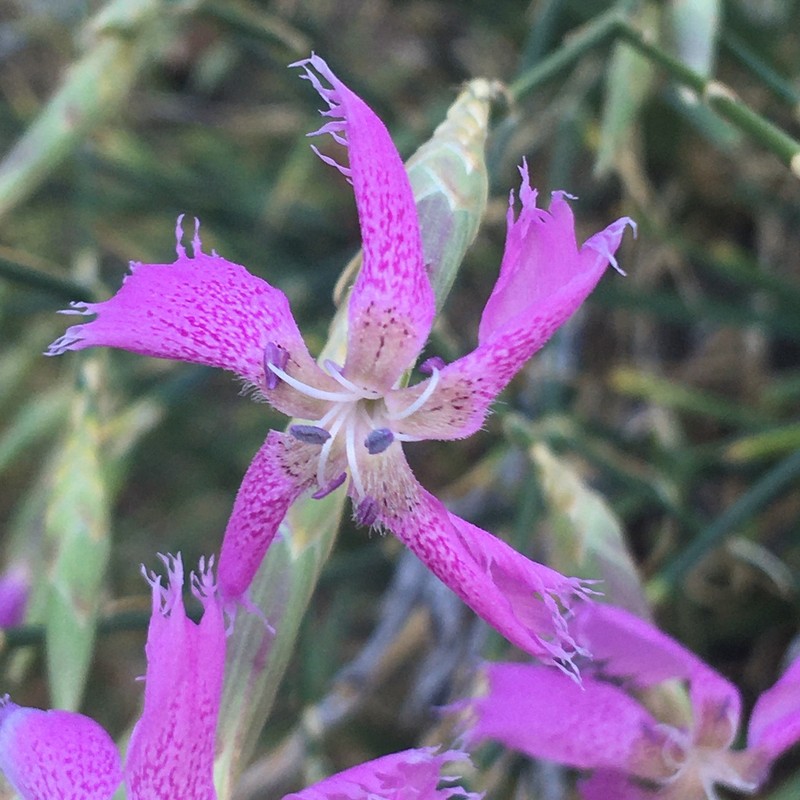 Dianthus muglensis