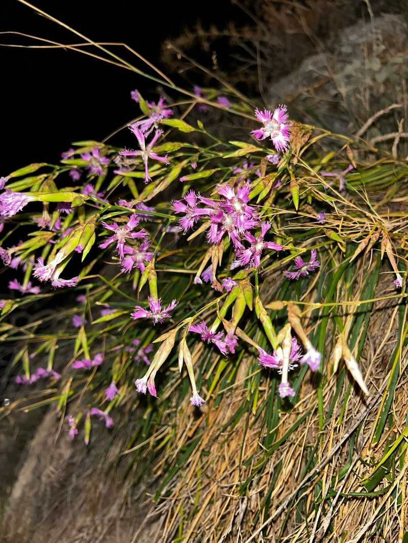 Dianthus muglensis photo 2