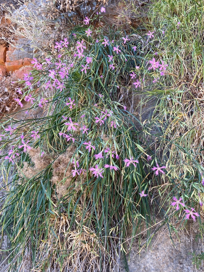 Dianthus muglensis photo 3