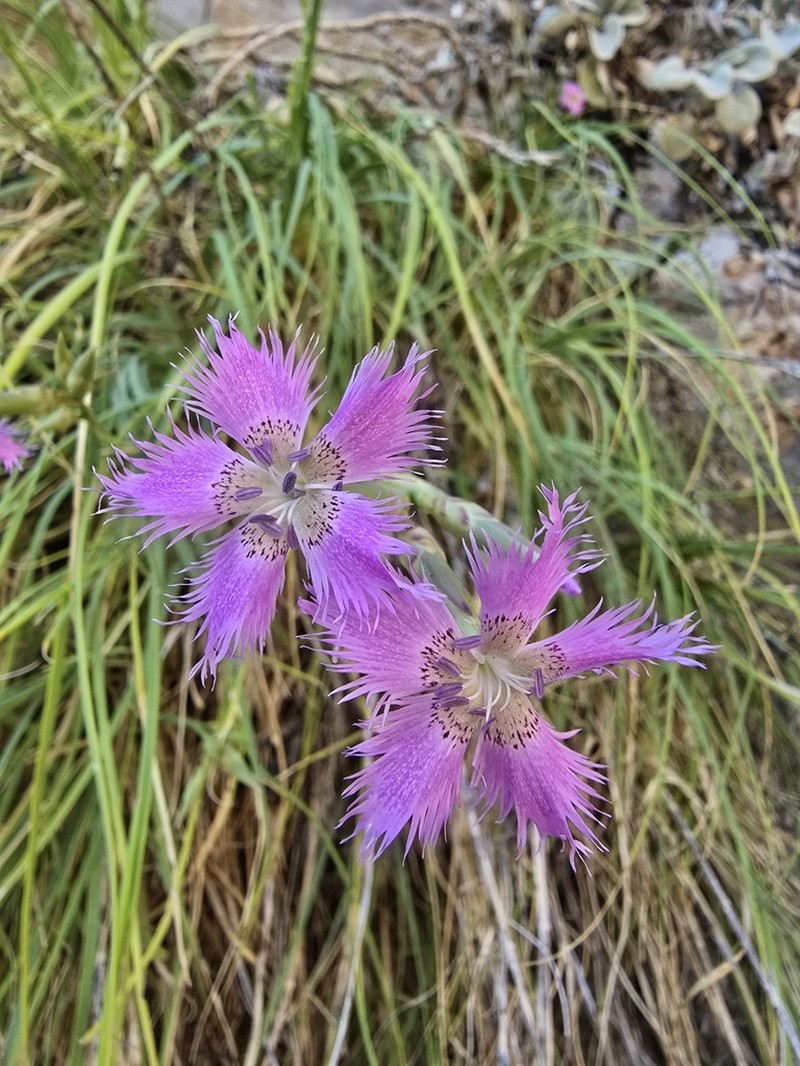 Dianthus muglensis photo 4