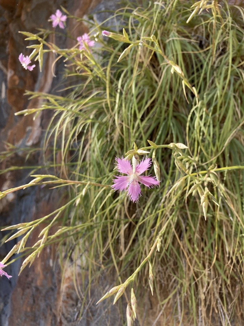 Dianthus muglensis photo 5