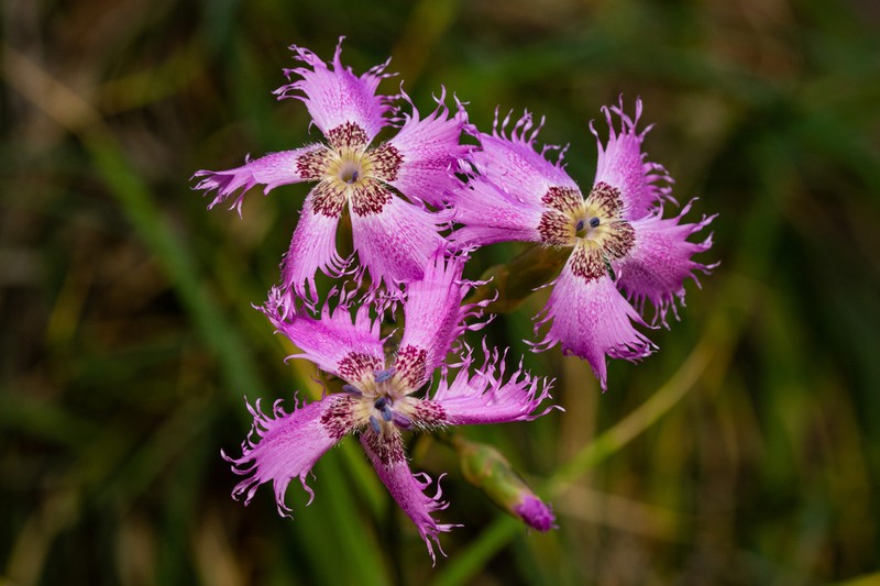 Dianthus muglensis photo 6
