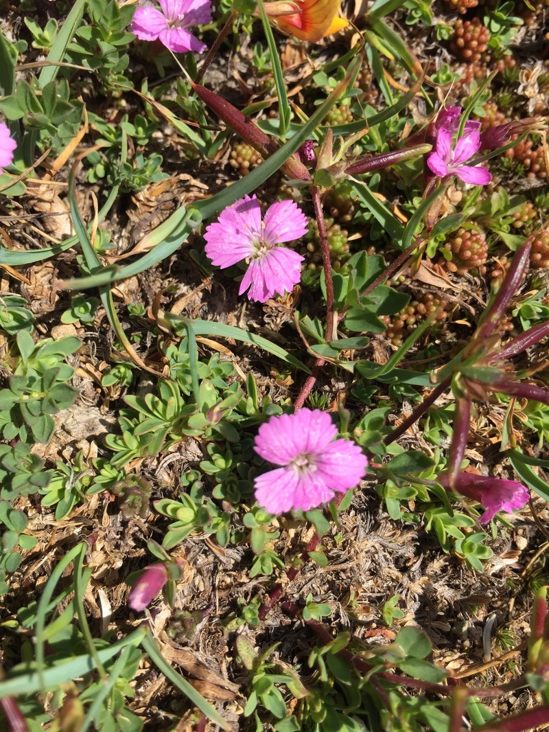 Dianthus myrtinervius subsp. myrtinervius