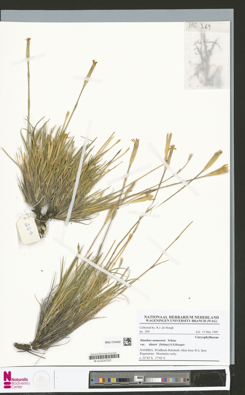 Dianthus namaensis var. dinteri