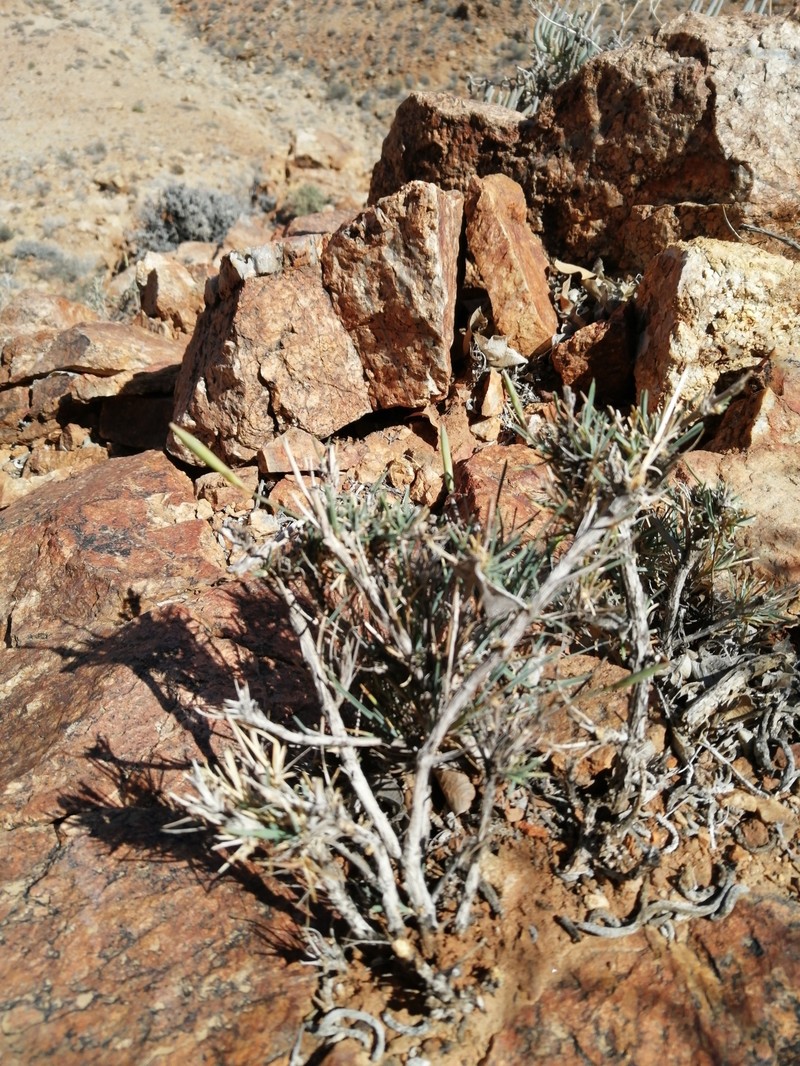 Dianthus namaensis var. namaensis