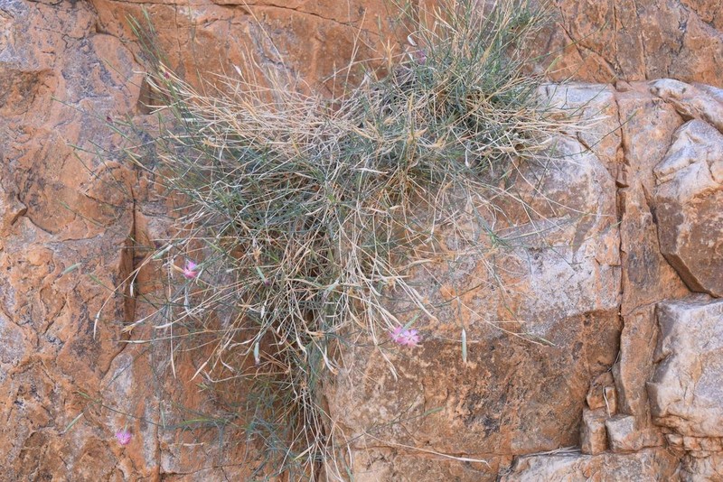 Dianthus namaensis var. namaensis photo 2