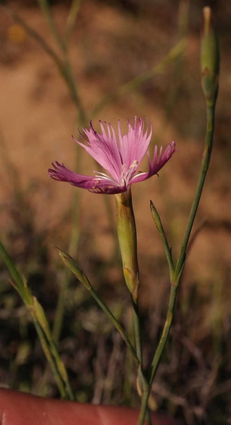 Dianthus namaensis var. namaensis photo 3
