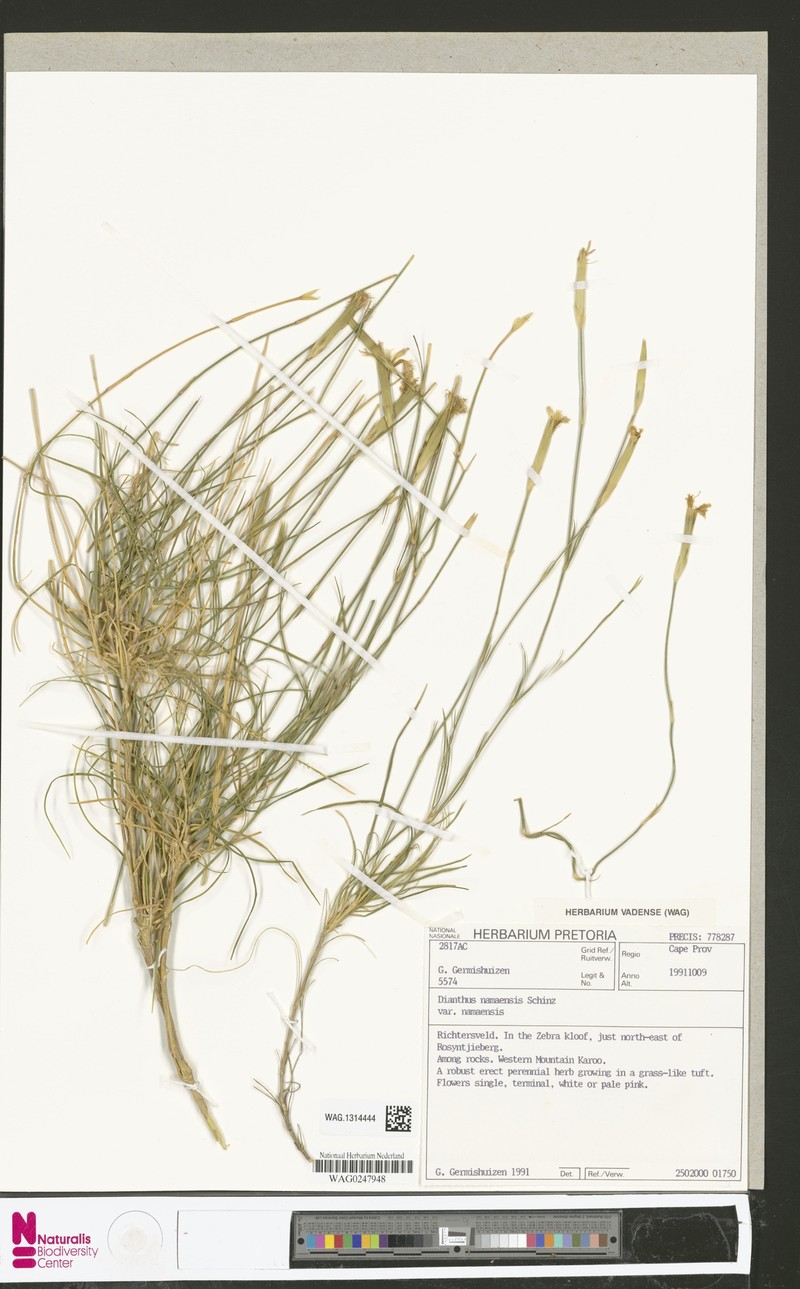 Dianthus namaensis var. namaensis photo 4