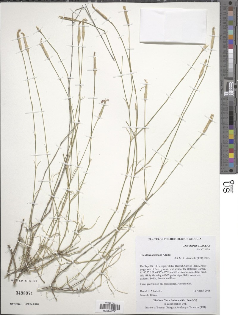 Dianthus orientalis subsp. orientalis