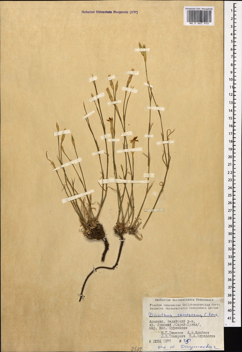 Dianthus orientalis subsp. orientalis photo 2