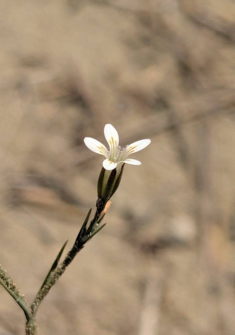 Dianthus pachygonus