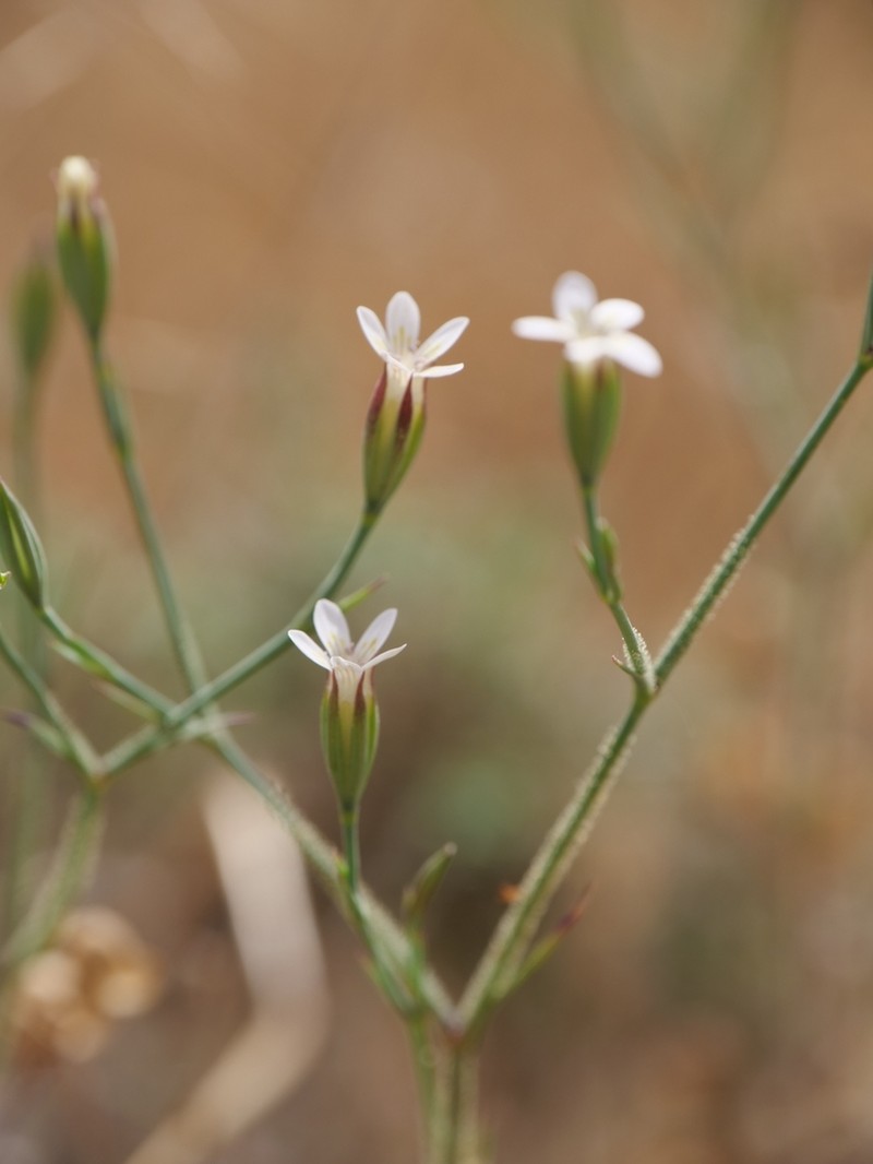 Dianthus pachygonus photo 2