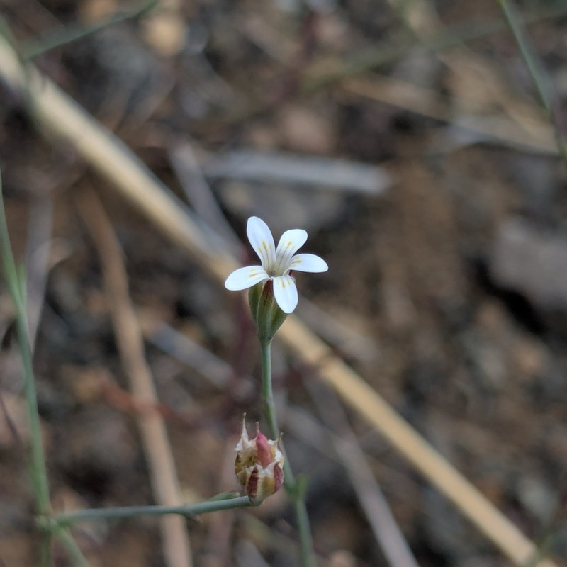 Dianthus pachygonus photo 3