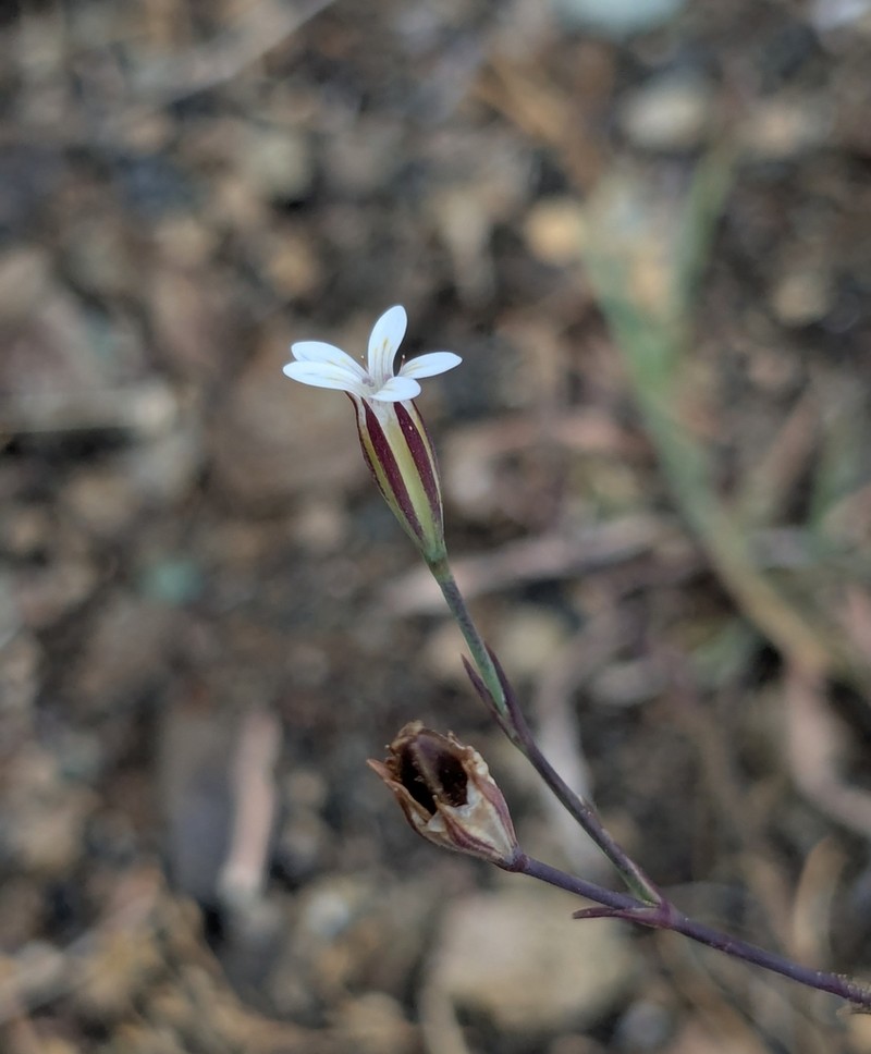 Dianthus pachygonus photo 5