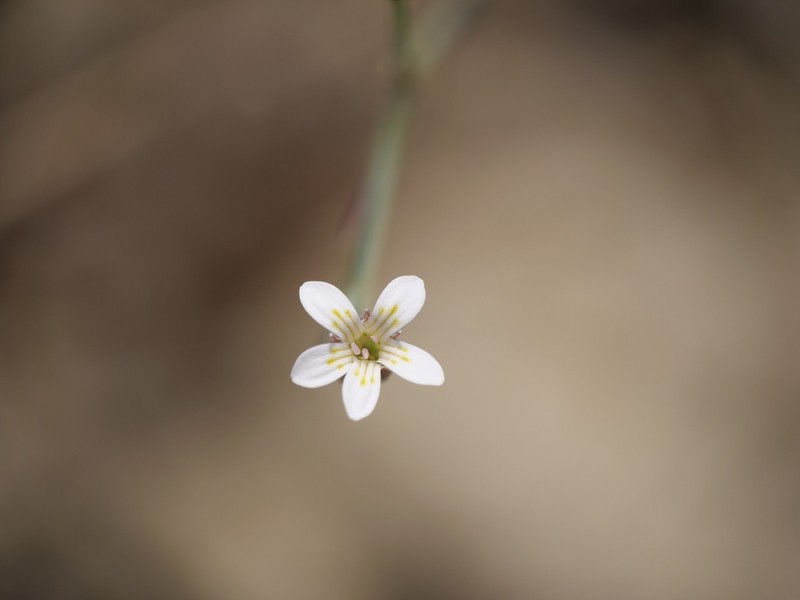 Dianthus pachygonus photo 6