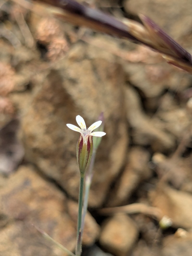 Dianthus pachygonus photo 7