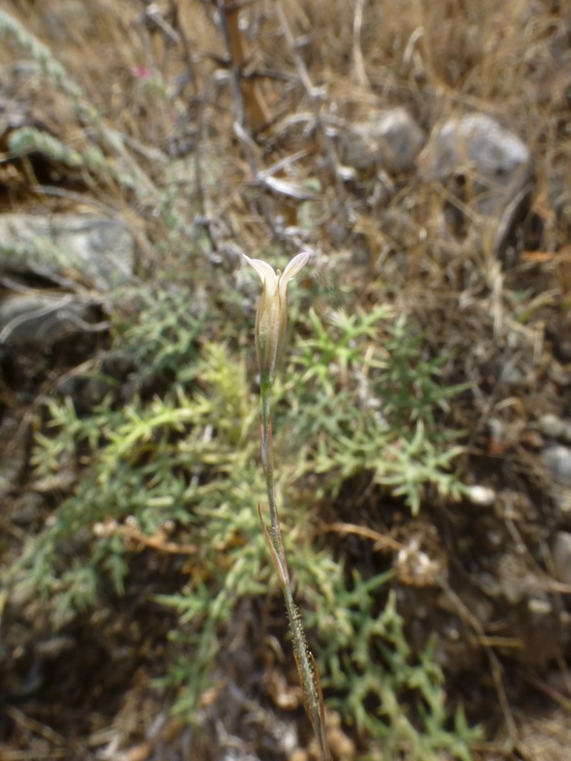 Dianthus pachygonus photo 8