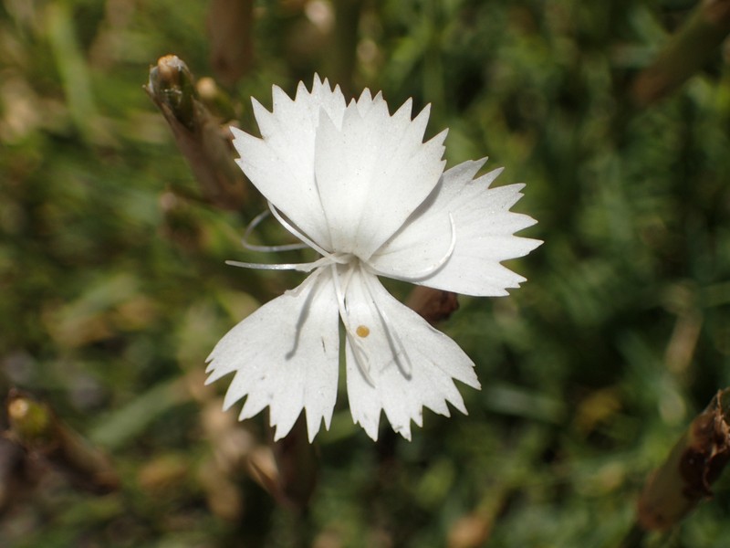 Dianthus petraeus subsp. petraeus