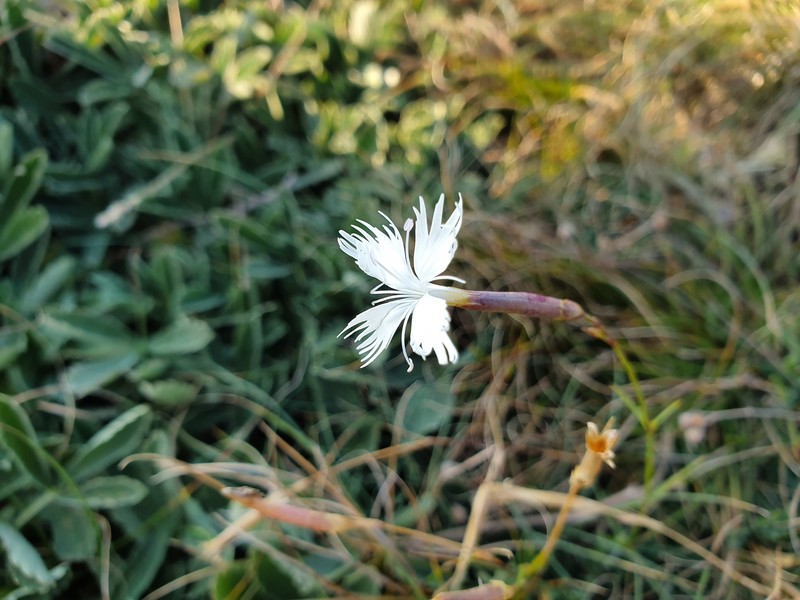Dianthus petraeus subsp. petraeus photo 2