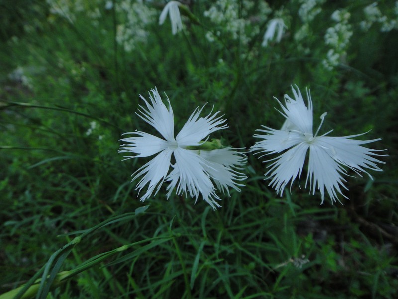 Dianthus petraeus subsp. petraeus photo 3