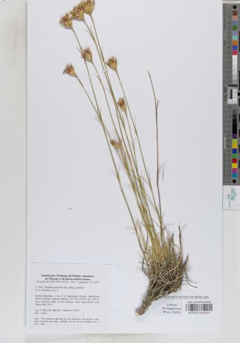 Dianthus pinifolius subsp. pinifolius