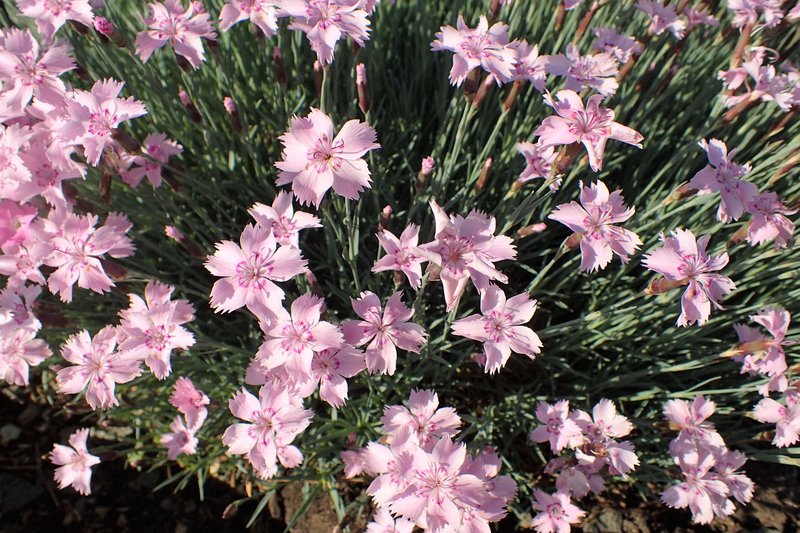 Feathered Pink