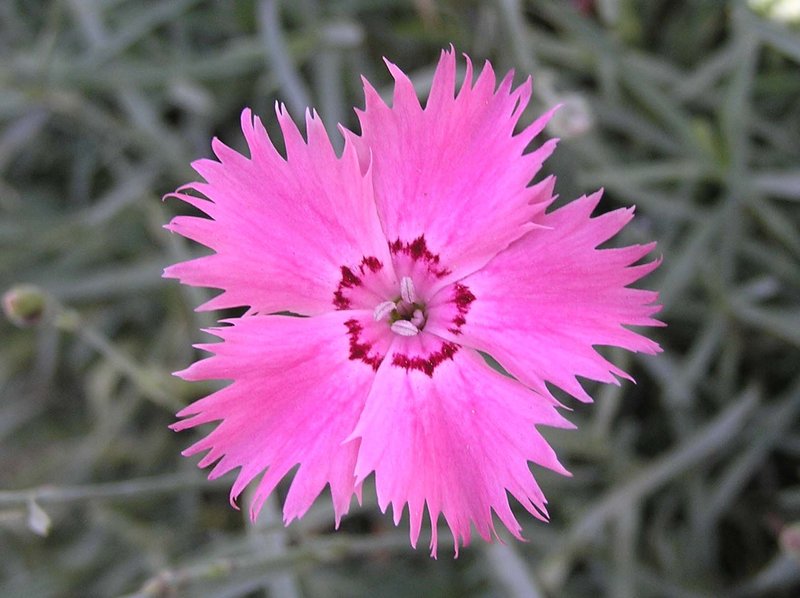 Feathered Pink photo 6