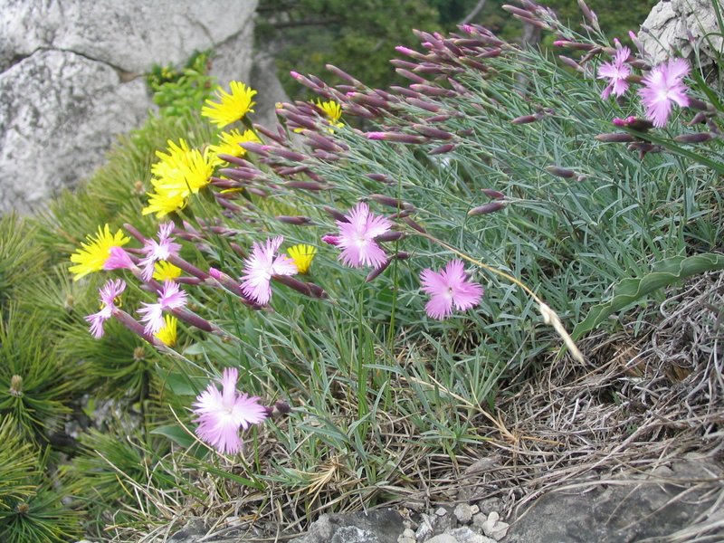 Feathered Pink photo 7