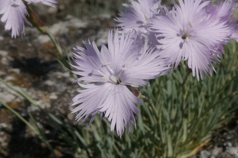 Dianthus plumarius subsp. plumarius