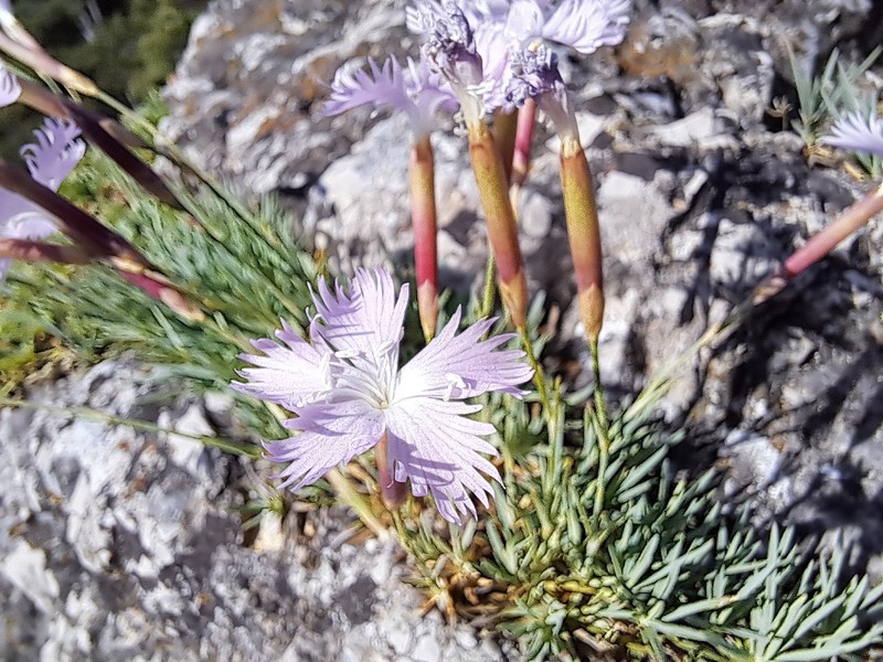 Dianthus plumarius subsp. plumarius photo 2