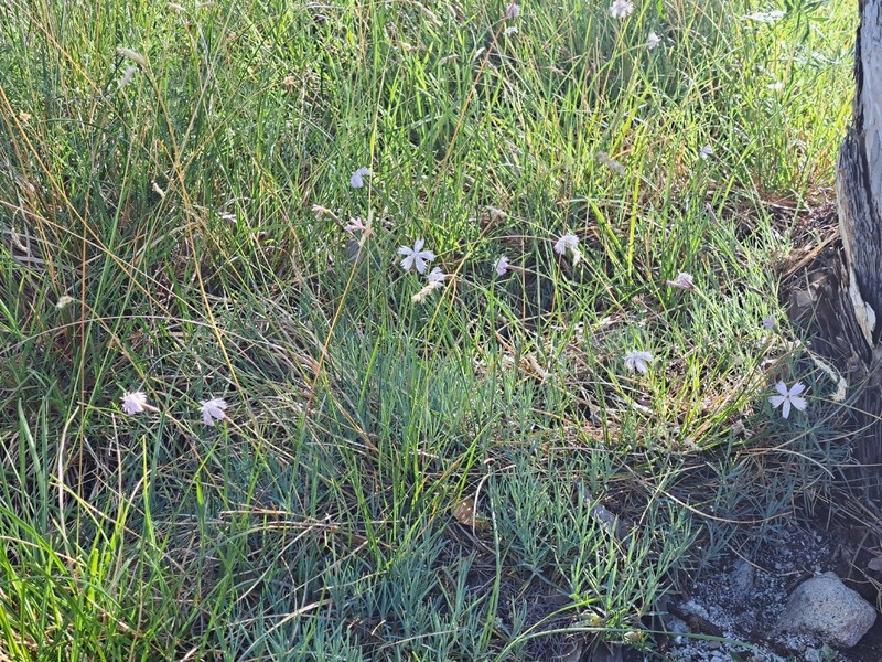 Dianthus plumarius subsp. plumarius photo 3